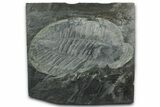 Giant Ogyginus Trilobite Fossil - Arouca, Portugal #351323-1